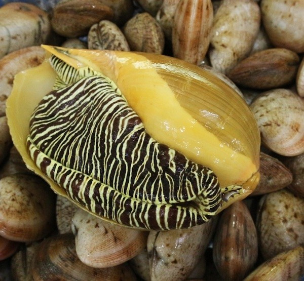 Con ốc càng lớn, phần thịt càng nhiều, ít hao hụt. Ảnh: Haisanngotu