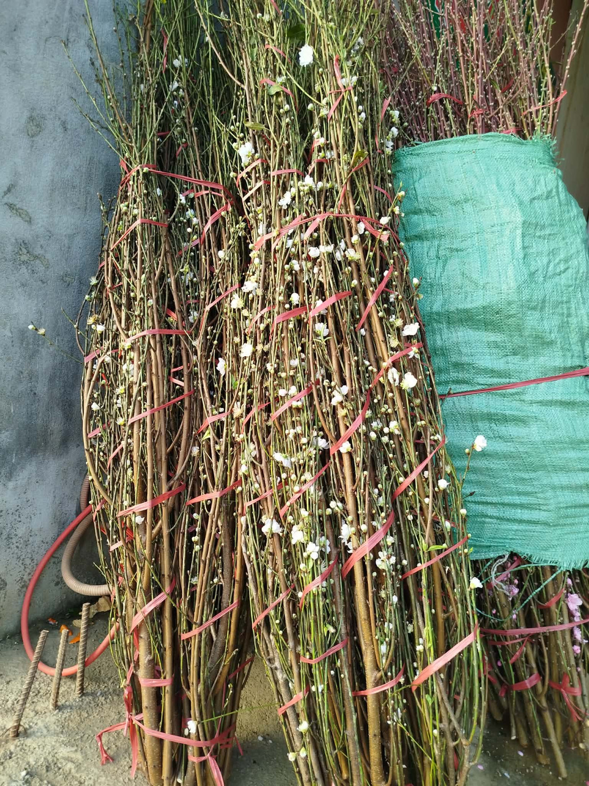 Những cành đào bạch cao khoảng 1,6 - 1,8m. Ảnh: FB Hoa hồng ngoại