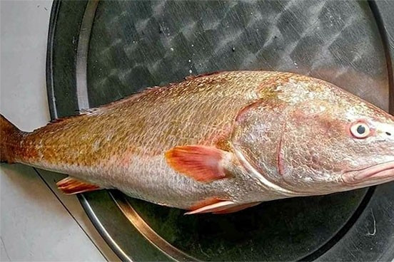 Cá sủ vàng phân bố chủ yếu ở vùng biển Ấn Độ Dương và khu vực phía tây Thái Bình Dương. Tại Việt Nam, loài cá này phân bố rải rác từ vùng biển miền Bắc đến miền Nam. Ảnh: Vietnamnet