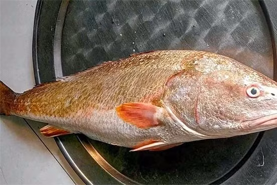 Cá sủ vàng phân bố chủ yếu ở vùng biển Ấn Độ Dương và khu vực phía tây Thái Bình Dương. Tại Việt Nam, loài cá này phân bố rải rác từ vùng biển miền Bắc đến miền Nam. Ảnh: Vietnamnet