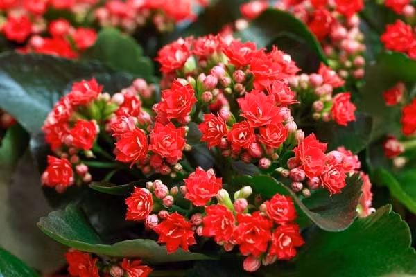 Trưng sống đời đỏ trong nhà ngày Tết mang hàm ý chúc gia đình luôn êm ấm, hạnh phúc và phát đạt quanh năm. Ảnh: Hoatuoi360