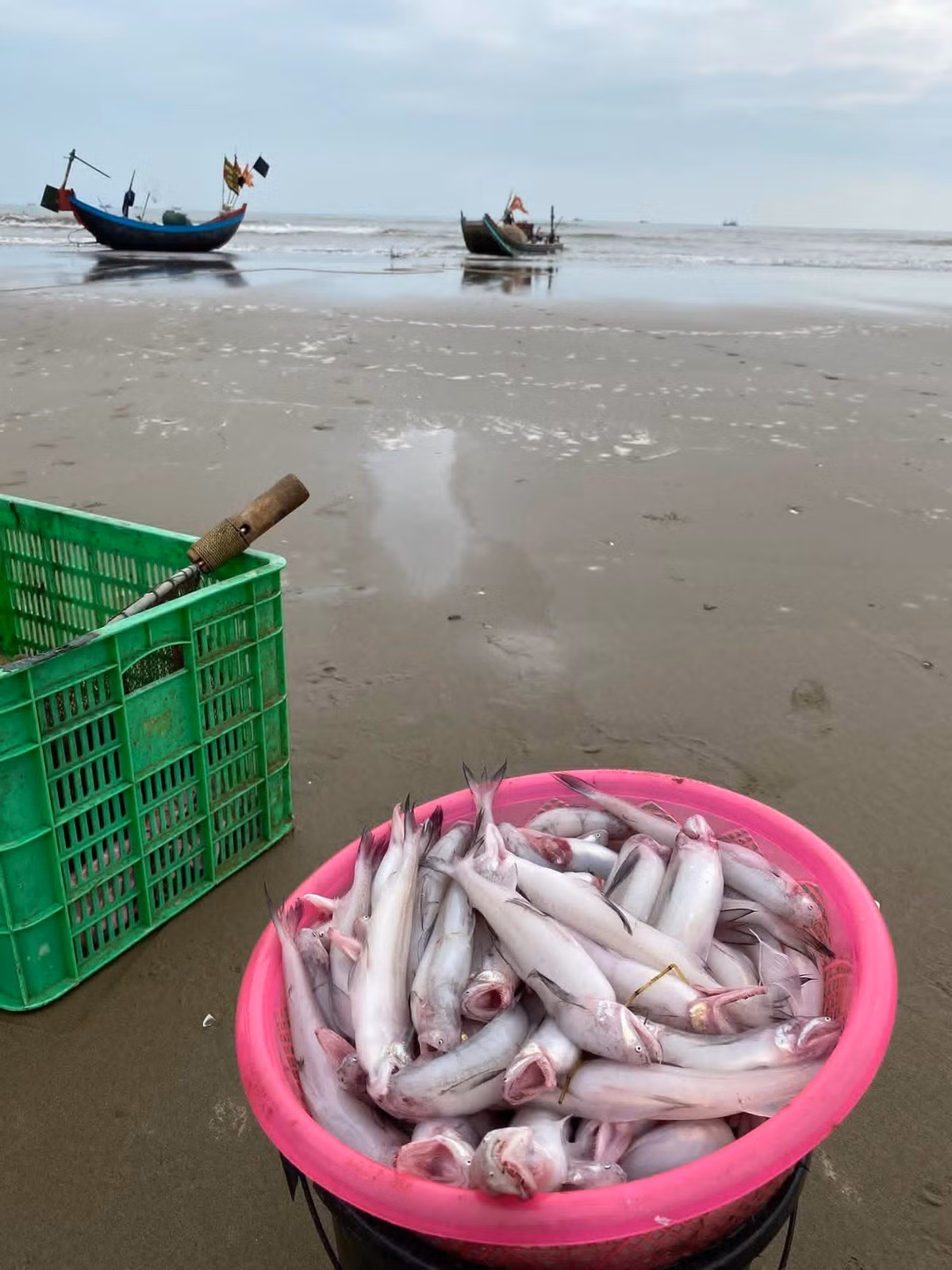 Trước đây, khoảng những năm 1990 đến 2010, không ai muốn đánh bắt cá khoai vì giá quá rẻ, khoảng 10.000-15.000 đồng/xâu 5 - 10 con. Ảnh: FB Chip Bông Duong