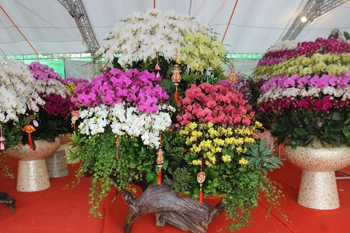 Dịp Tết, lan hồ điệp cắm trên gỗ lũa cầu kỳ, độc đáo có giá từ vài chục triệu đến hơn 100 triệu đồng được những gia đình giàu có ưa chuộng. Thậm chí, có người thuê nghệ nhân đến tận nhà cắm hoa theo yêu cầu. Ảnh: GDTĐ