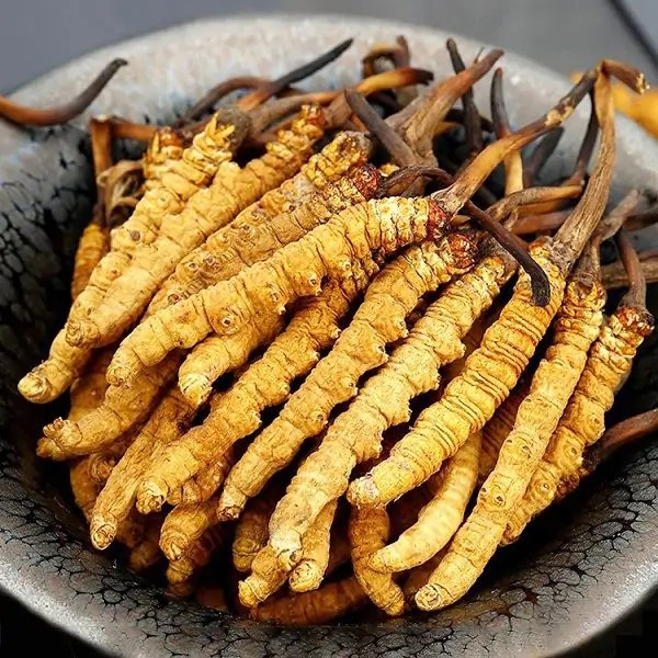 Một trong số đó phải kể đến đông trùng hạ thảo Tây Tạng nguyên con 100% tự nhiên giá 230 triệu đồng/hộp 100g được nhiều đại gia săn lùng. Ảnh: Cửa hàng Đông Trùng A9000