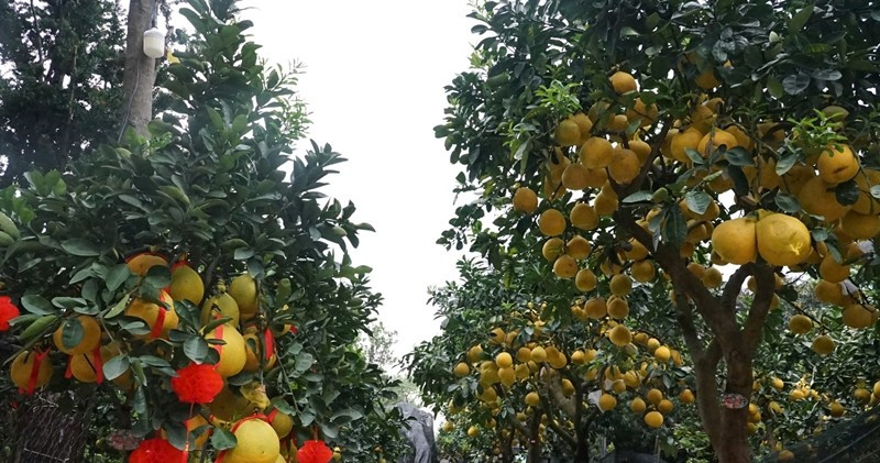 Bưởi cảnh "khủng" giá vài chục triệu, thậm chí tới hàng trăm triệu đồng cũng là thú chơi ngày Tết xa hoa của đại gia Việt. Ảnh: VOVgiaothong