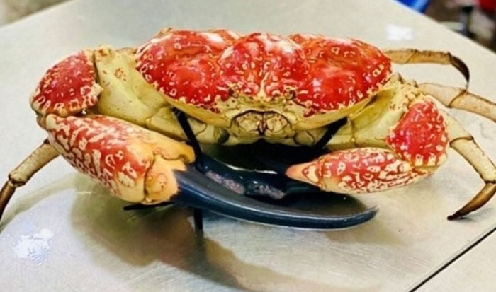 Tính ra, mỗi con cua Tasmania Úc có giá dao động từ hơn 10-60 triệu đồng. Ảnh: Daohaisan