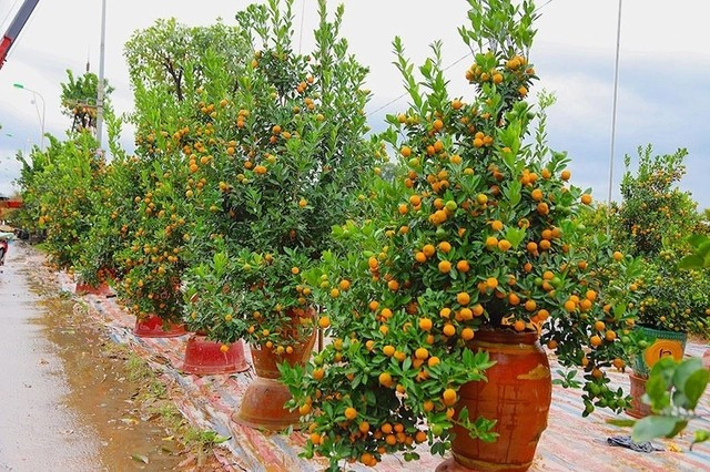 Hoa, cây cảnh là một trong những thú chơi không thể thiếu ngày Tết của nhiều gia đình Việt. Tuy nhiên, với những gia đình có điều kiện, thú chơi cây cảnh ngày Tết được đẩy lên tầm cao mới. Ảnh: Suckhoedoisong