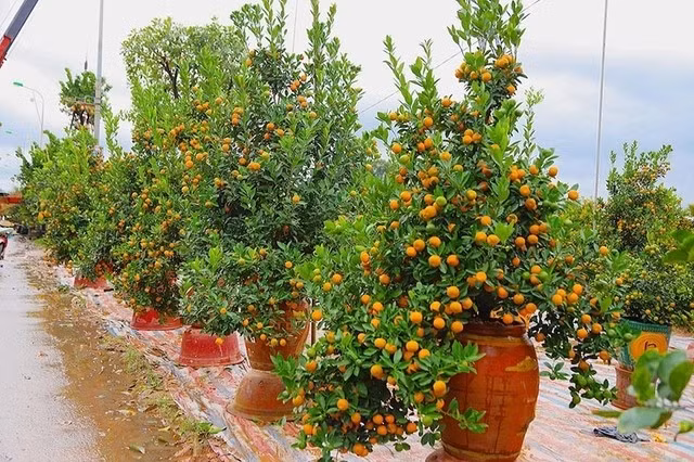 Hoa, cây cảnh là một trong những thú chơi không thể thiếu ngày Tết của nhiều gia đình Việt. Tuy nhiên, với những gia đình có điều kiện, thú chơi cây cảnh ngày Tết được đẩy lên tầm cao mới. Ảnh: Suckhoedoisong