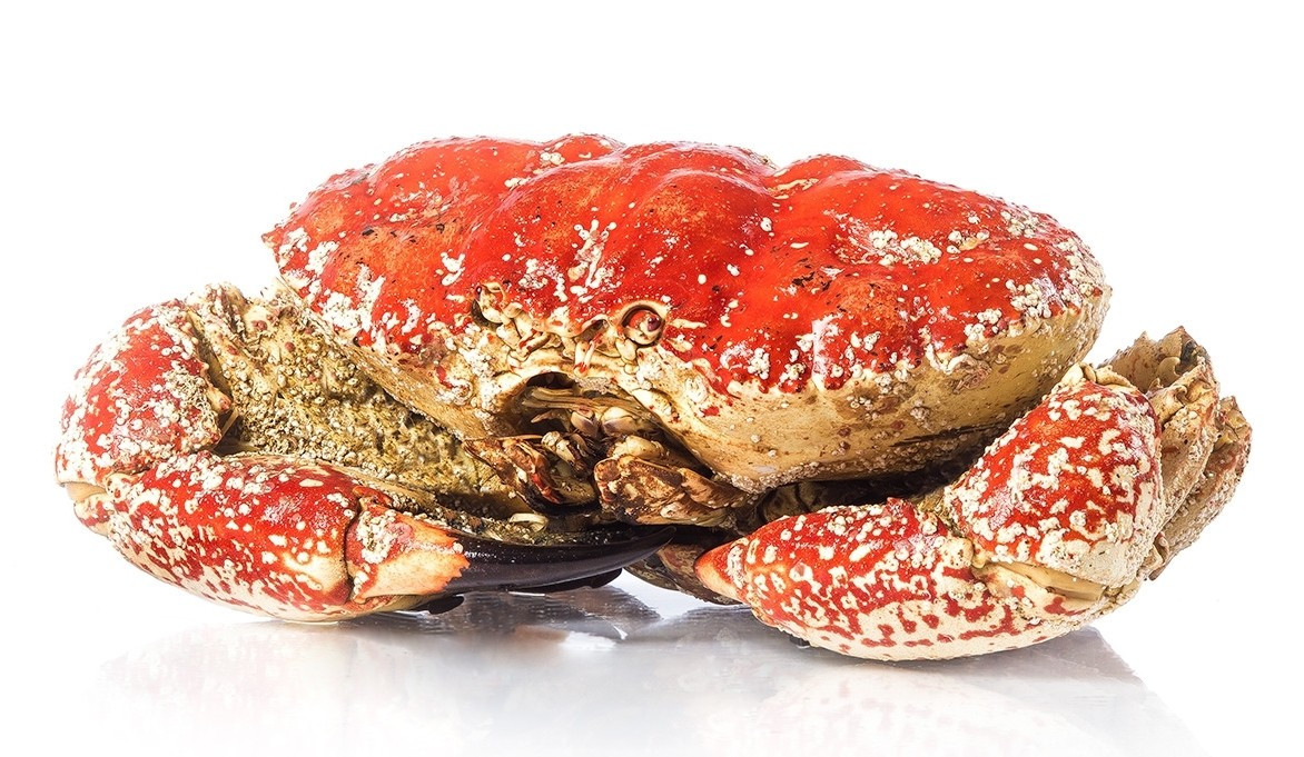 Nhiều người không ngại bỏ ra từ 3-4 triệu đồng/kg, thậm chí có thời điểm lên tới 7,5 triệu đồng/kg để mua cua Tasmania Úc. Ảnh: FreshFood