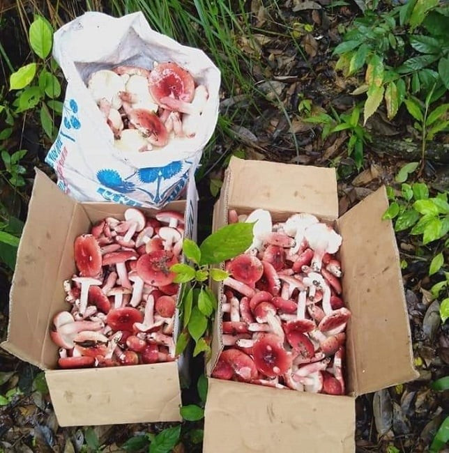 View - "Lộc trời" chỉ xuất hiện ban đêm giá triệu đồng/kg vẫn "cháy hàng" | Báo Tri thức và Cuộc sống - TIN TỨC PHỔ BIẾN KIẾN THỨC 24H