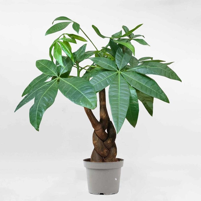 Với thân cây thường được tết lại chắc chắn, tượng trưng cho sự bền vững và phát triển lâu dài, kim ngân mang đến cảm giác vững chãi, thịnh đạt. Ảnh: MOW Garden