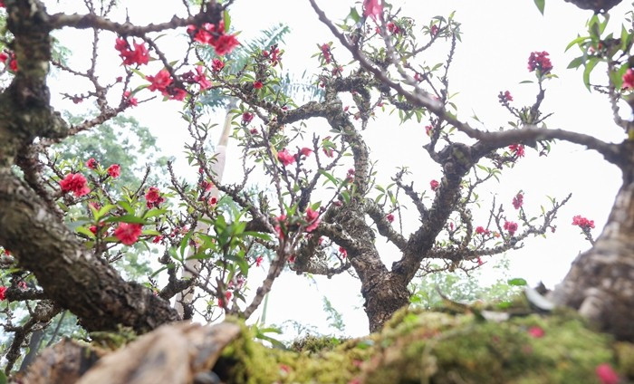 Đào thất thốn là giống đào quý hiếm, có giá trị cao và kén người chơi bởi đặc tính sinh trưởng kém. Ảnh: Daidoanket