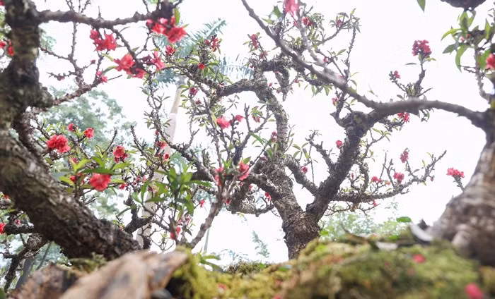 Đào thất thốn là giống đào quý hiếm, có giá trị cao và kén người chơi bởi đặc tính sinh trưởng kém. Ảnh: Daidoanket