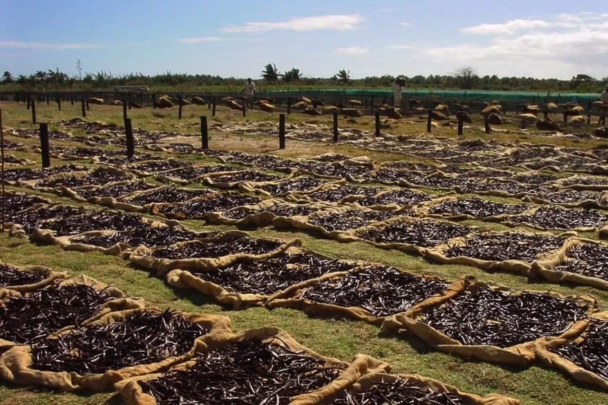 Quả vani được thu hoạch từ những loài lan thuộc chi Vanilla, nhưng chủ yếu là từ loài V. Planifolia. 80% lượng cây vani trên thế giới đều được trồng ở vùng Đông Bắc của Magagascar, nơi có điều kiện khí hậu và thổ nhưỡng hoàn hảo với sự phát triển của vani. Ảnh: Jefferson Public Radio