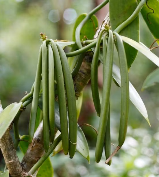 Từ khi trồng đến lúc cây vani trổ hoa thường mất 2-3 năm. Sau khi thụ phấn thành công, người trồng tiếp tục chờ thêm 9 tháng để quả chín và có thể thu hoạch. Ảnh: Biolandes