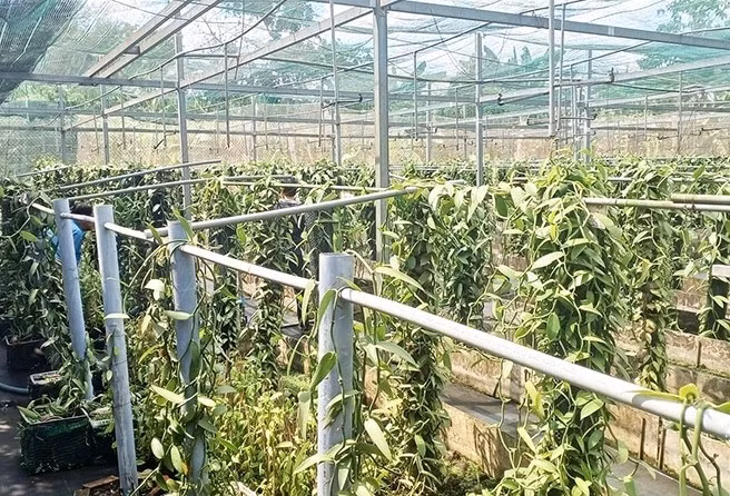 Hiện nay, một số nông dân Việt Nam đã trồng thử nghiệm cây vani. Một người đàn ông tại tỉnh Đồng Nai trồng thành công cây vani và đưa sản phẩm ra thị trường. Ảnh: Báo Đồng Nai
