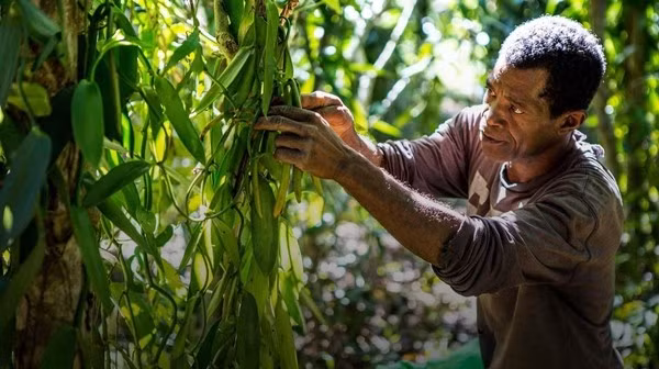 Hoa vani có cấu trúc đặc biệt khiến hầu hết côn trùng thụ phấn tự nhiên đều “bó tay”. Hoa chỉ nở duy nhất một ngày trong năm, nếu không được thụ phấn đúng thời điểm, chúng sẽ tự khép lại vào buổi chiều và lỡ mất một mùa sinh sản. Ảnh: BBC