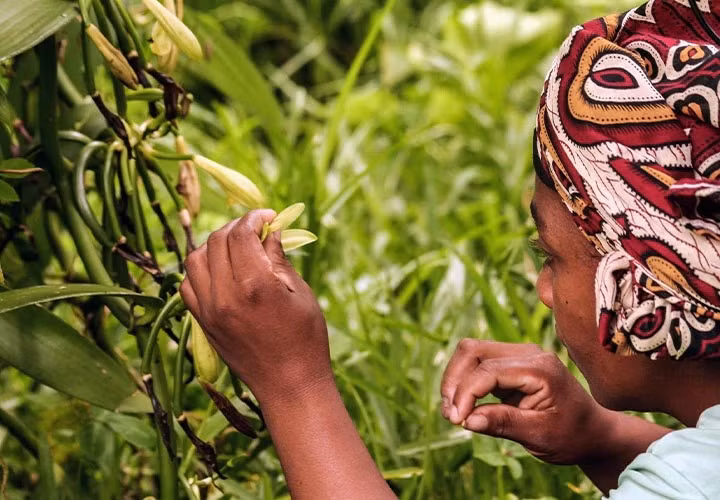 Đáng chú ý, trồng vani là cả một quá trình đòi hỏi nhiều công sức. Đây cũng là nguyên nhân chính khiến vani có mức giá đắt đỏ chỉ đứng sau nhụy hoa nghệ tây. Ảnh: Spice House