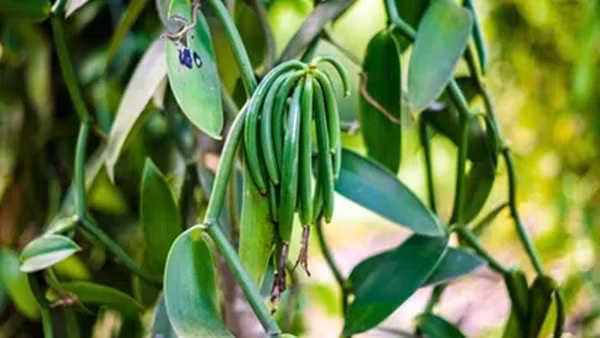 Vì vậy, người trồng phải tự tay thụ phấn cho từng bông hoa. Công việc này đòi hỏi sự tỉ mỉ và chính xác gần như tuyệt đối. Ảnh: Biolandes