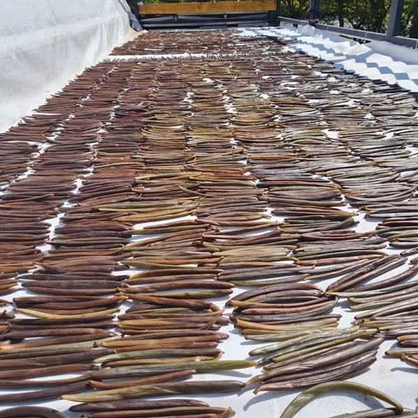 Đây là lý do khiến giá trị của vani cao hơn nhiều so với nhiều loại gia vị thông thường khác. Ảnh: The Corner Store Network