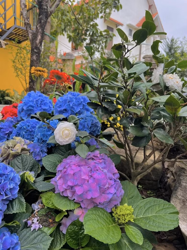 Các loại hoa đua nhau khoe sắc. Ảnh: FBNV