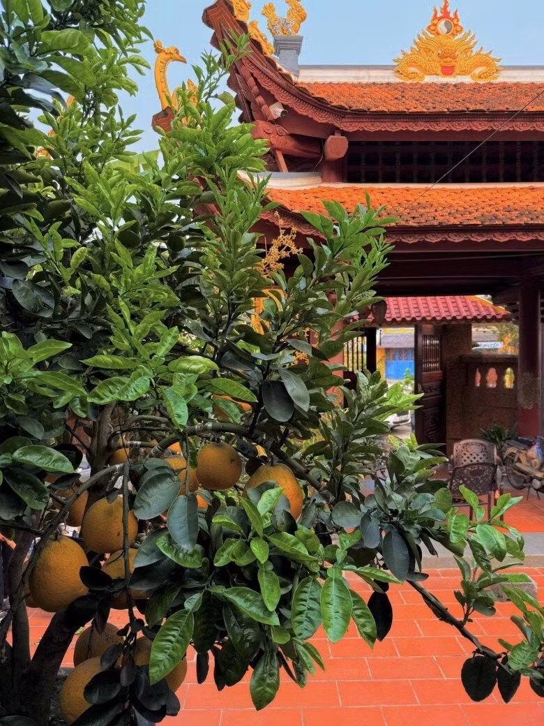 Cả hai không gian sống của Vượng Râu đều dựng từ gỗ lim quý, gần gũi thiên nhiên. Ảnh: FBNV