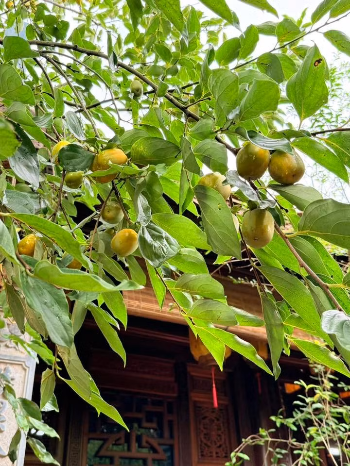 Mới đây, danh hài Vượng Râu chia sẻ hình ảnh những cành hồng trĩu quả trong khuôn biệt phủ khiến nhiều người thích thú. Ảnh: FB Nguyễn Vượng