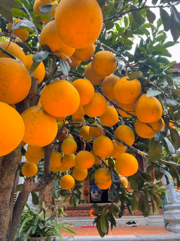 Cây bưởi trồng trước hiên nhà, quả mọc thành từng chùm lớn. Ảnh: FBNV