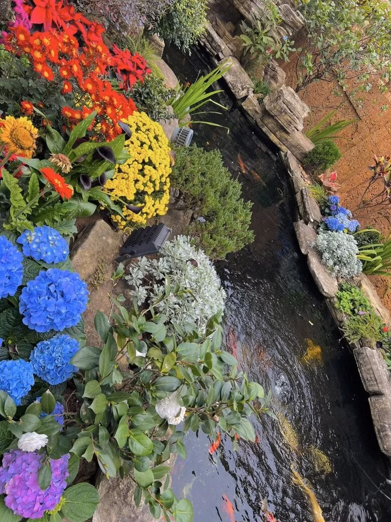 Hồ cá Koi đặt giữa tiểu cảnh với nhiều loại hoa quanh bờ như đồng tiền, cẩm tú cầu...Ảnh: FBNV