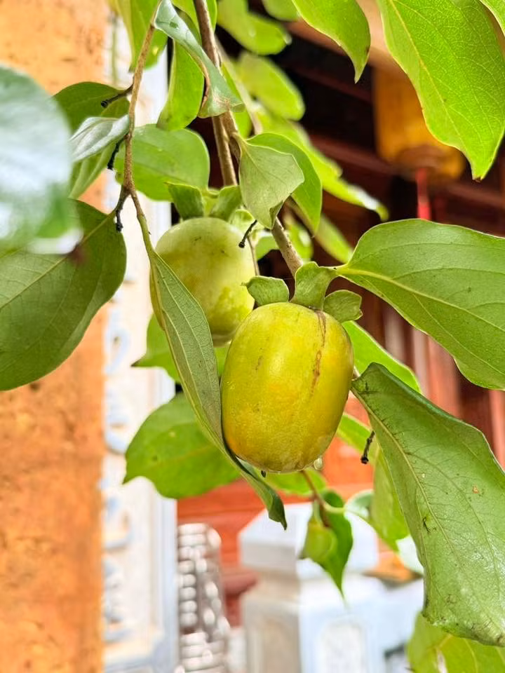 Giống hồng đèn lồng đang vào mùa, quả vàng đều, buông rủ theo tán lá xanh mướt. Ảnh: FB Nguyễn Vượng