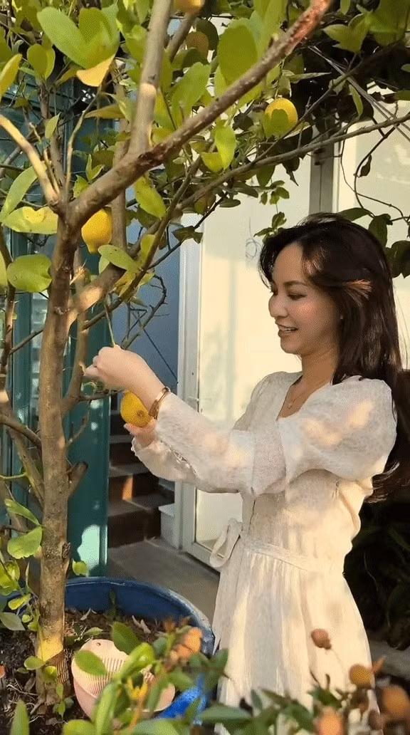 Nhờ hệ thống tưới cây tự động và không gian ngập nắng, cây nào cũng xanh tốt và trĩu quả. Ảnh: TikTok @Hannaholala