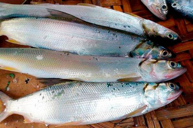 Loài cá này săn mồi rất hung hăng, con nhỏ thì nuốt chửng, con lớn là cắn đứt đôi. Ảnh: Internet