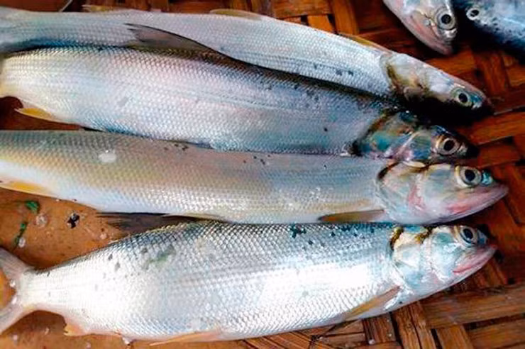 Loài cá này săn mồi rất hung hăng, con nhỏ thì nuốt chửng, con lớn là cắn đứt đôi. Ảnh: Internet