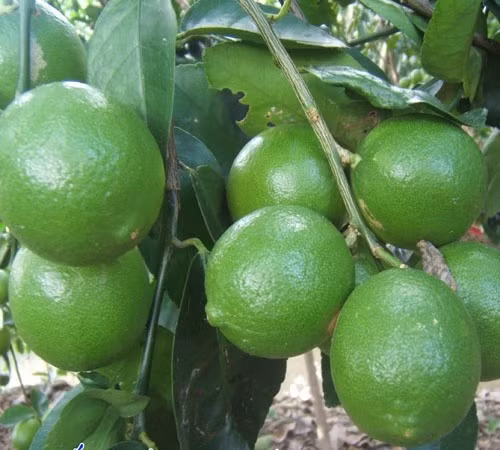 Ở Việt Nam, chanh là gia vị phổ biến không thể thiếu trong các nhà hàng. Ảnh: Báo Tin tức