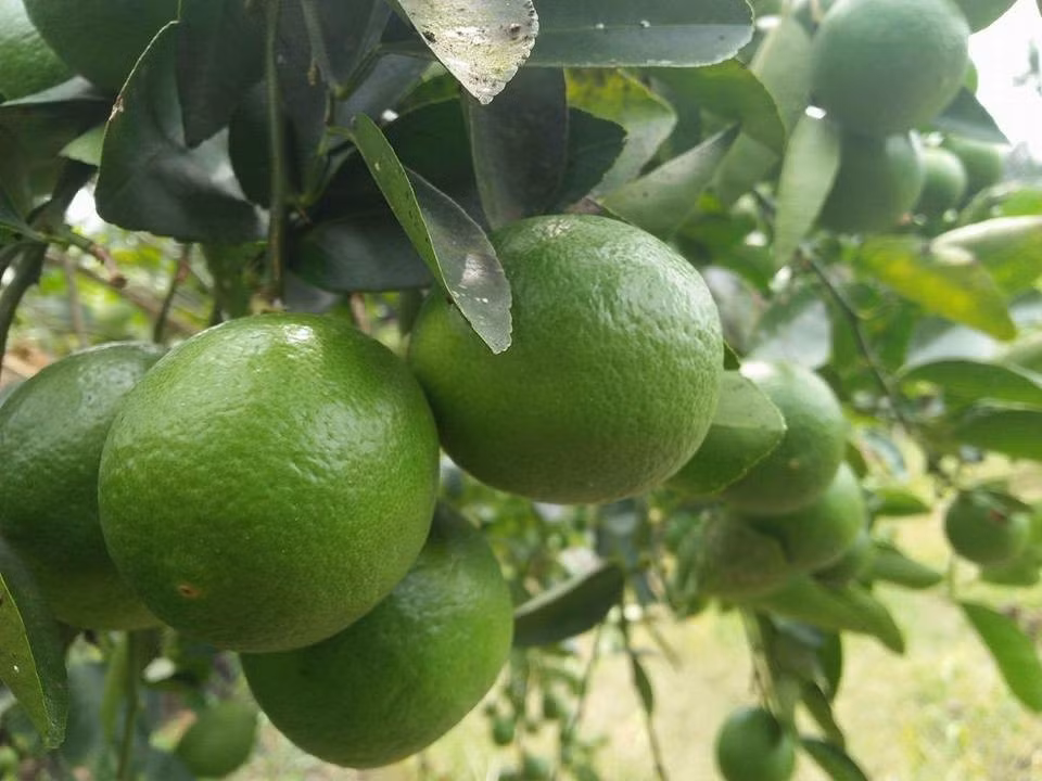 Hiện, chanh Việt Nam đã có mặt tại 41 quốc gia và vùng lãnh thổ, trong đó có nhiều thị trường quen thuộc như UAE, Malaysia, Hà Lan, Oman, Maldives, Singapore... Ảnh: Internet