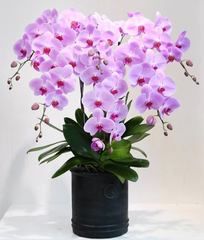 Đặc biệt, lan hồ điệp còn mang ý nghĩa may mắn, sung túc, rất phù hợp trưng bày đầu năm. Ảnh: Facebook