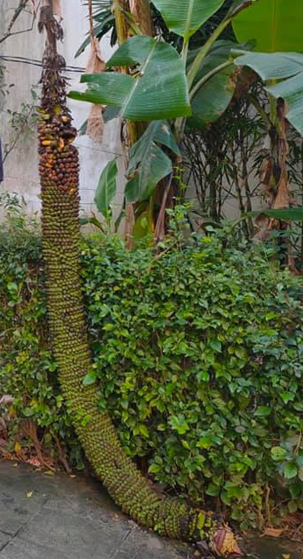Buồng chuối có đến 200 nải, dài ngoằng nằm thượt dưới đất trông như một con rồng, của một hộ dân ở Thừa Thiên- Huế khiến nhiều người kinh ngạc. Ảnh: Dân Việt