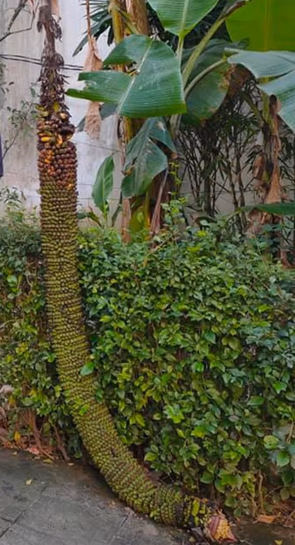 Buồng chuối có đến 200 nải, dài ngoằng nằm thượt dưới đất trông như một con rồng, của một hộ dân ở Thừa Thiên- Huế khiến nhiều người kinh ngạc. Ảnh: Dân Việt