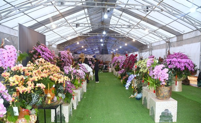 Những ngày này, dọc các tuyến đường trung tâm tỉnh Nghệ An, đặc biệt là khu vực Đại lộ Lê Nin (phường Vinh Phú), nhiều cửa hàng trưng bày ngập tràn lan hồ điệp phục vụ nhu cầu chơi Tết của người dân. Ảnh: Tiền phong