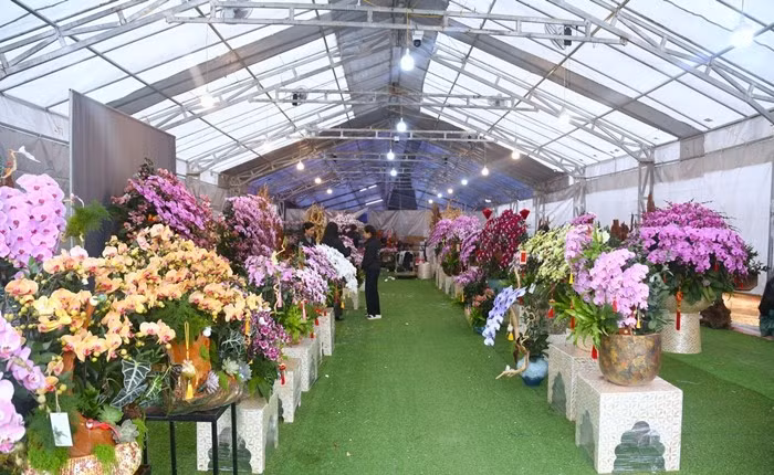 Những ngày này, dọc các tuyến đường trung tâm tỉnh Nghệ An, đặc biệt là khu vực Đại lộ Lê Nin (phường Vinh Phú), nhiều cửa hàng trưng bày ngập tràn lan hồ điệp phục vụ nhu cầu chơi Tết của người dân. Ảnh: Tiền phong