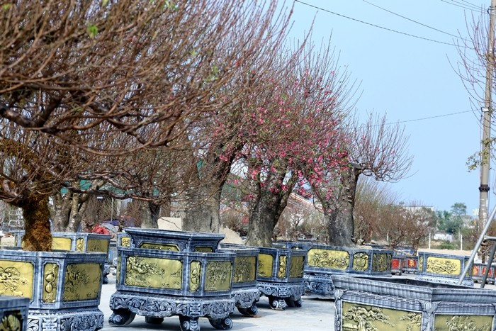 Gốc đào thấp nhất giá khoảng 3 đến 4 triệu đồng. Ảnh: Daibieunhandan