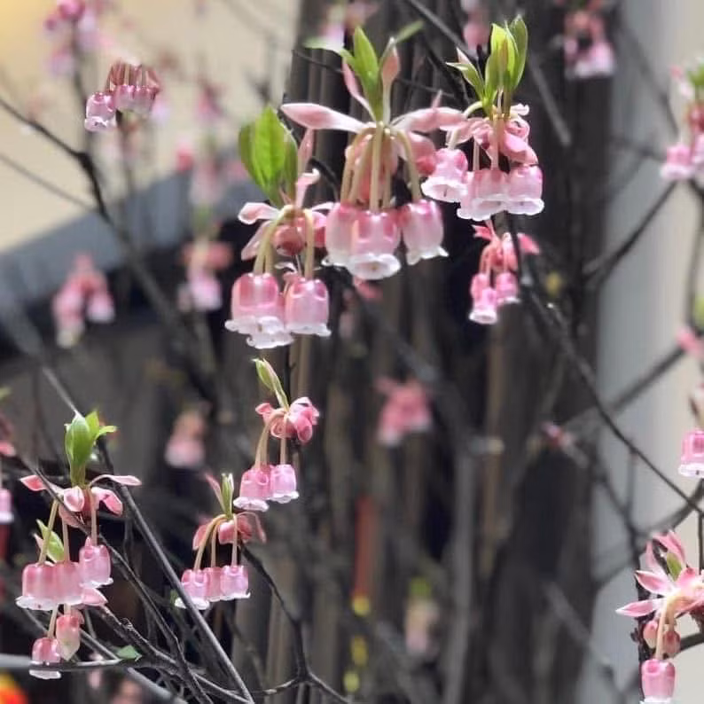 Hoa đào chuông nở từ tháng 1 đến tháng 3 dương lịch, đúng dịp Tết Nguyên đán. Ảnh: FB Ngọc Việt