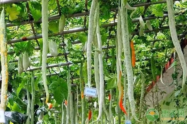 Mướp rắn là một loại rau độc đáo, có nguồn gốc từ Ấn Độ. Đúng như tên gọi, thân quả mướp rắn rất dài, có thể lên đến 1,5m. Ảnh: Cnhnb