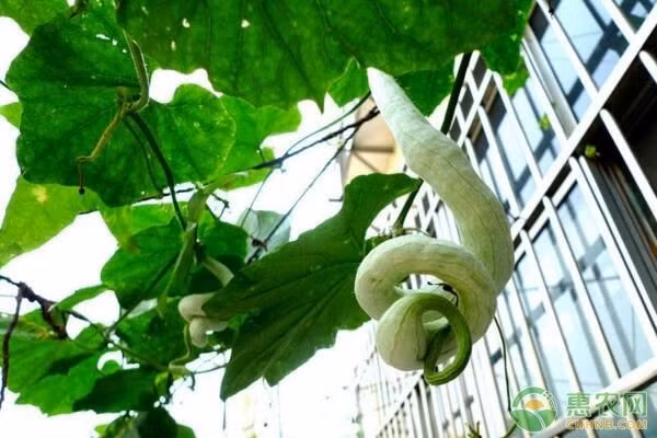 Mặc dù có hình dáng đáng sợ và mùi khó chịu nhưng mướp rắn lại được ưa chuộng ở nhiều nước như Trung Quốc, Nhật Bản, Ấn Độ. Ảnh: Cnhnb