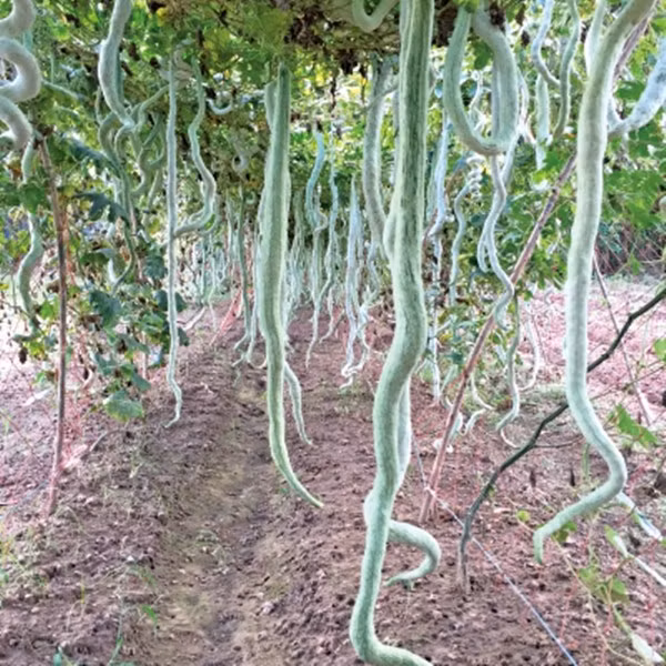 Thời gian ra quả có thể kéo dài hơn nửa năm, từ tháng 5 đến cuối tháng 10. Ảnh: Hnseeds