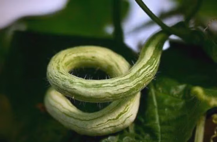 Đặc biệt, hình thù quả mướp uốn lượn như con rắn. Ngoài ra, mướp rắn còn có mùi hơi tanh. Ảnh: Baidu