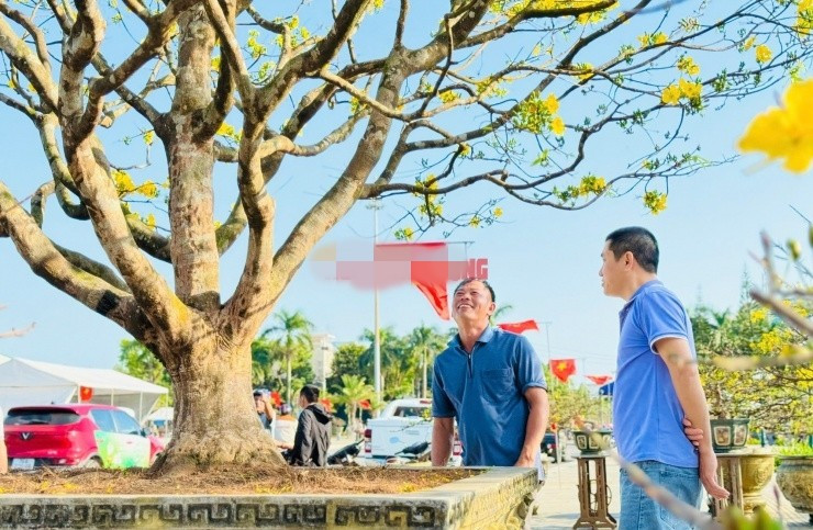 Nhiều người dân ngang đều dừng xe lại ngắm, có người ở lại rất lâu để chụp ảnh, trò chuyện và tìm hiểu cây mai "quý hiếm". Ảnh: Báo Người lao động