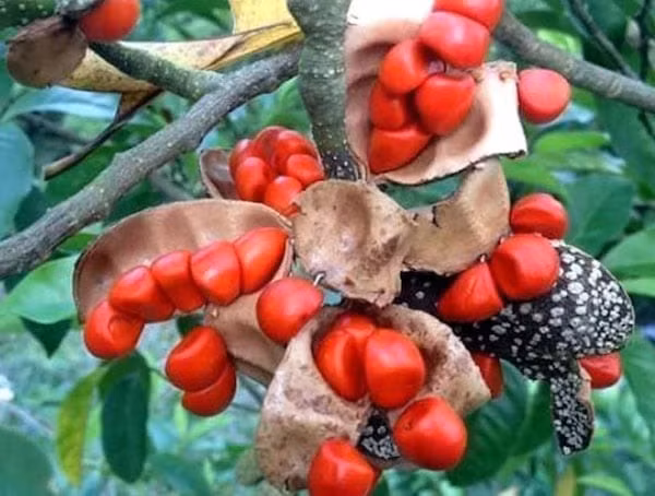 Quả dổi chín hoàn toàn trong khoảng thời gian từ tháng 9 đến tháng 11. Ảnh: Dân Việt