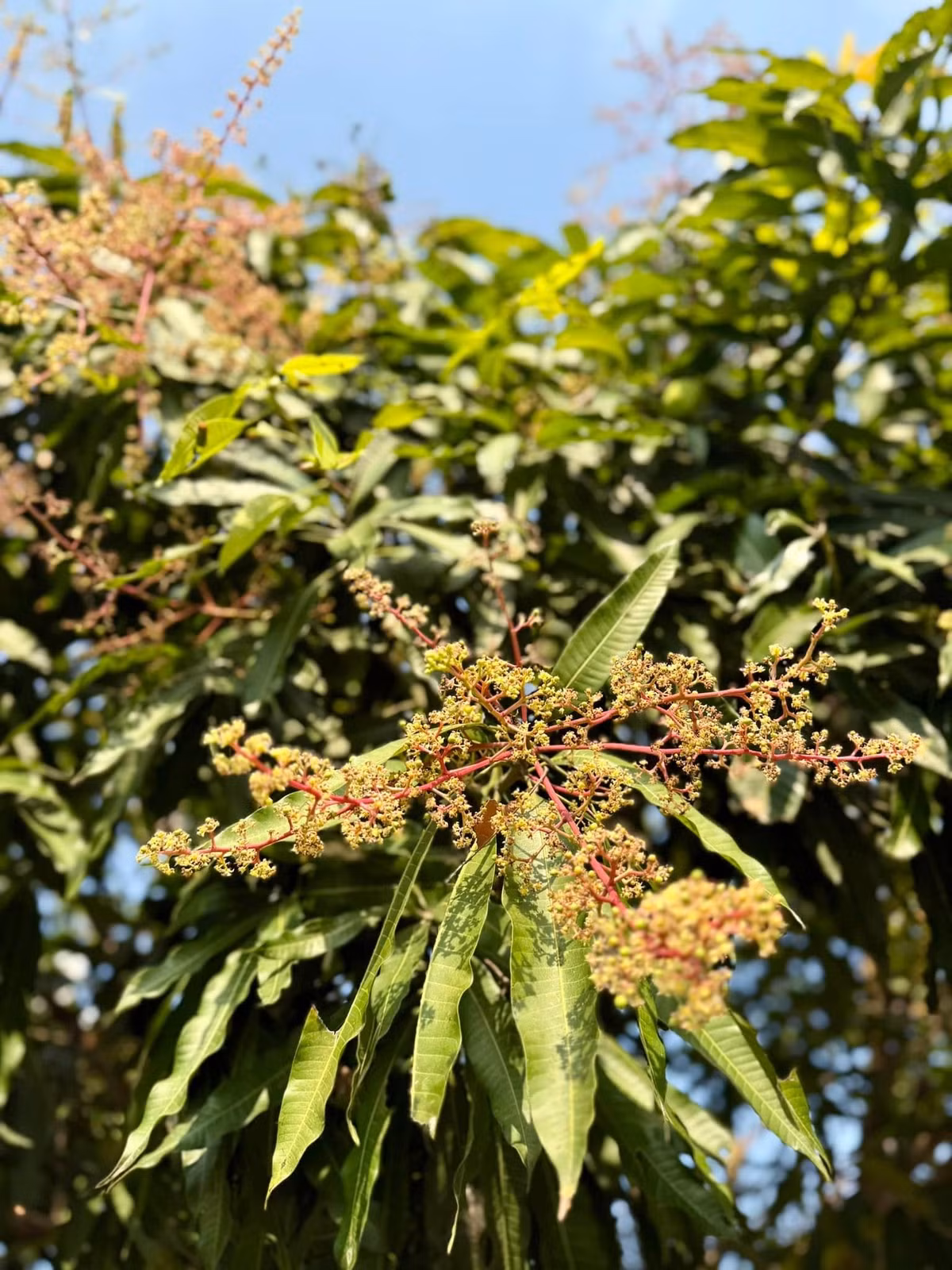 Mỹ Tâm thuê thợ lắp hệ thống tưới nước tự động hẹn giờ cho từng loại cây. Ảnh: FB My Tam