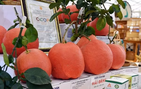 Tại gian hàng của tỉnh Thanh Hóa, bưởi đỏ cặp nhỏ nhất giá từ 500.000 đồng, cặp quả to nhất giá 1 triệu đồng. Ảnh: Vietnamnet